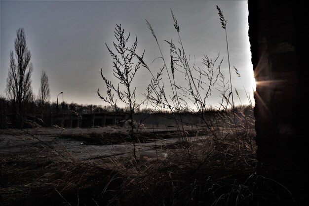 A desolate, mist-shrouded post-apocalyptic landscape with subtle signs of decay and eerie shadows, conveying a strong sense of horror and isolation.